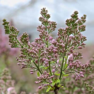 Lilacs Experience
